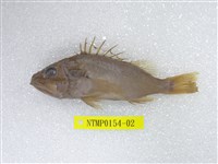 藏品(囊頭鮋)的圖片